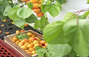glenapp castle fruit