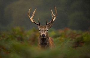 glenapp castle stag