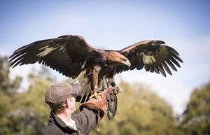 Falcon