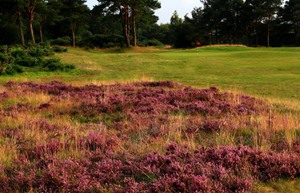 scotscraig course4