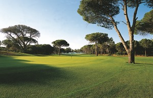 Resized Faldo 3