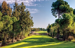 Resized Faldo 6